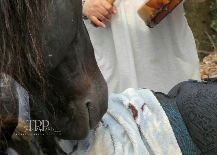 Ateliers avec les chevaux Brigham