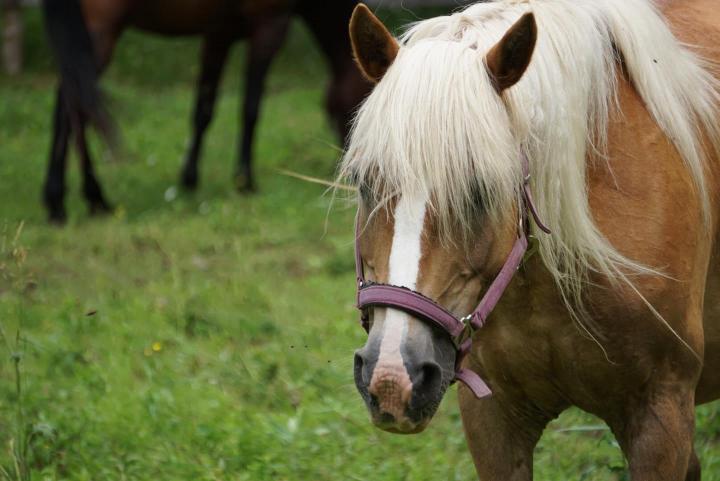 Introduction à l’équitation Brigham