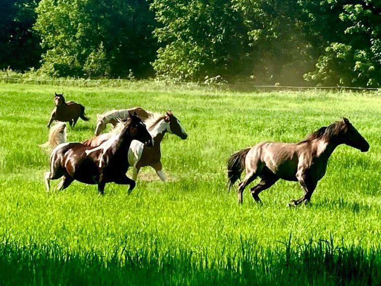 Therapeutic horseback riding Brigham