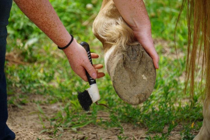 Ateliers avec les chevaux Brigham