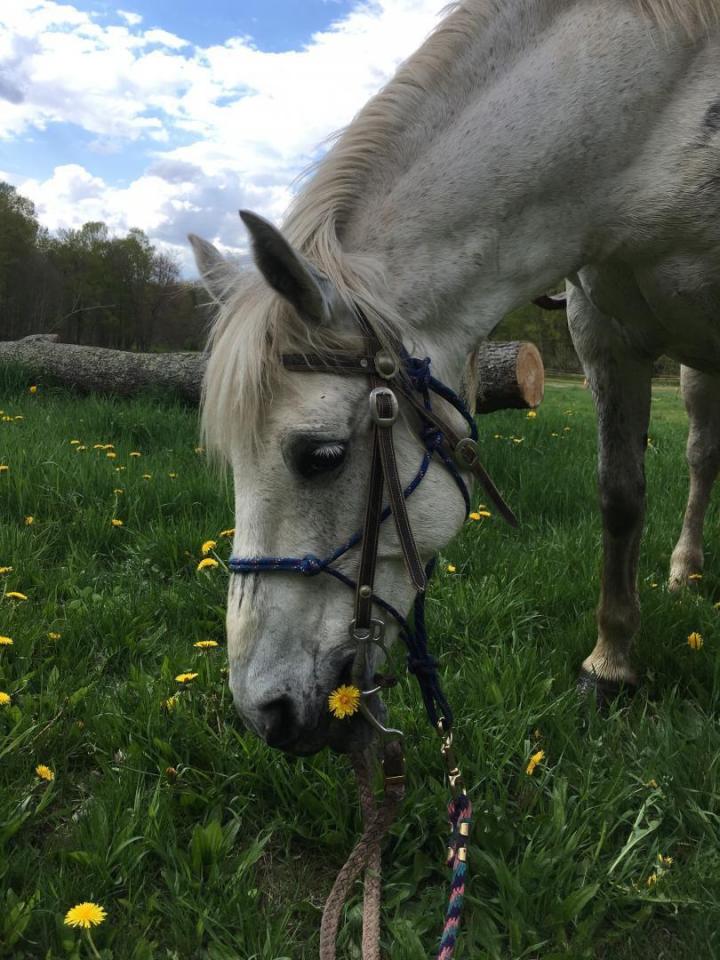 Ateliers avec les chevaux Brigham