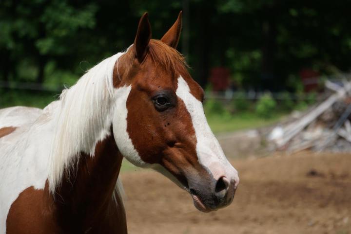 Ateliers avec les chevaux Brigham