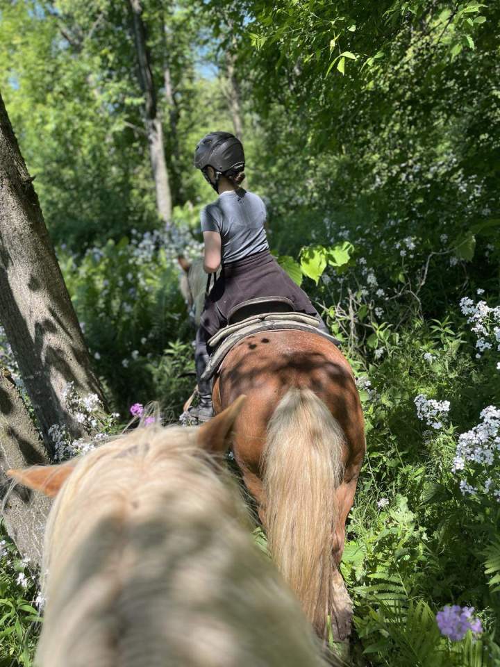 Ateliers avec les chevaux Brigham